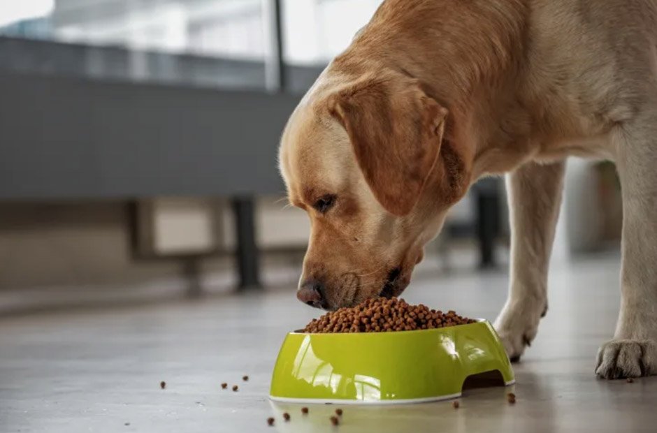 Balanced Diet Essential Nutrients Your Dog Needs