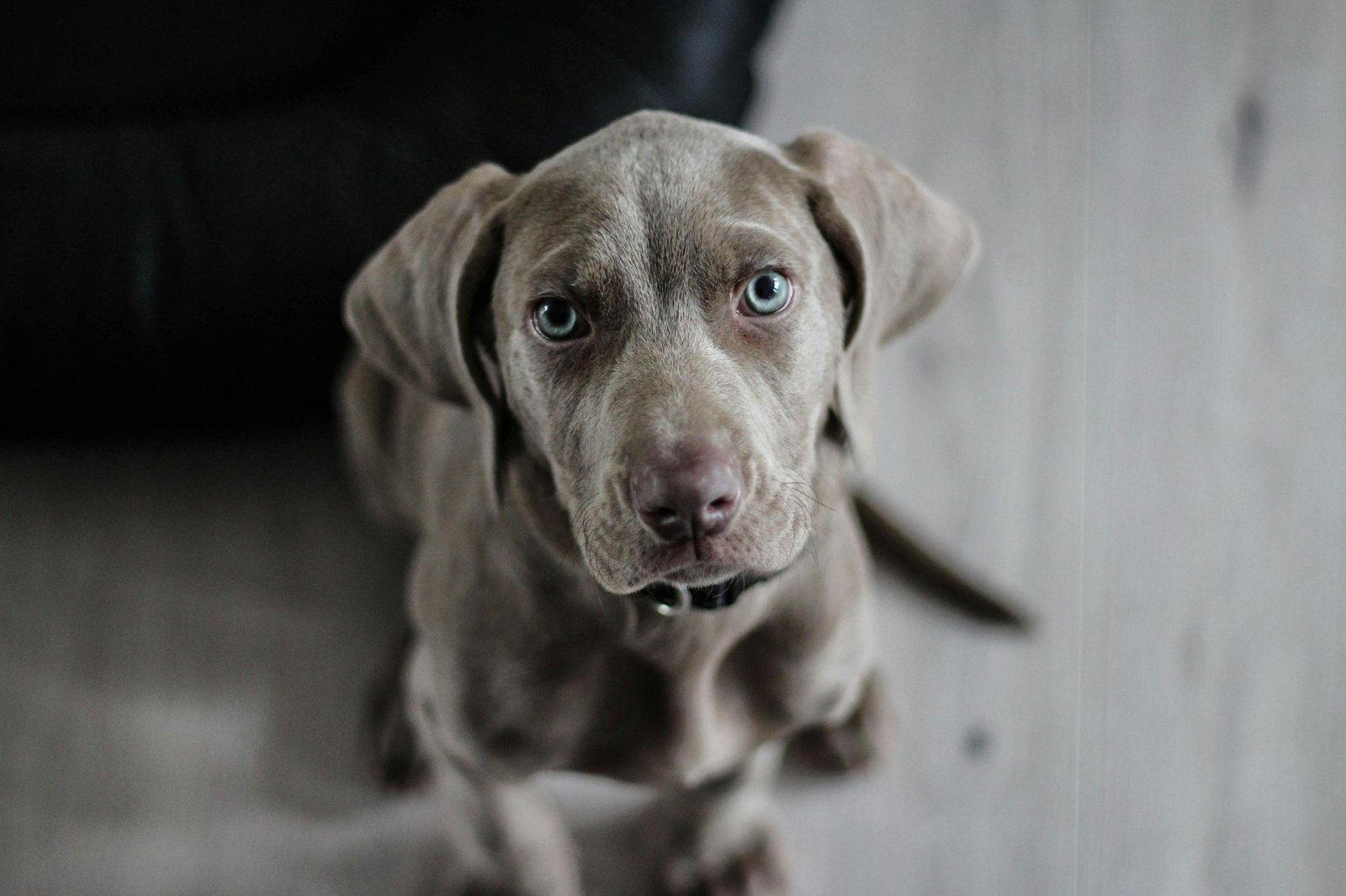 How to Cope with the Puppy Blues