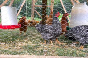 The Ultimate Guide to Building a Coop for Different Chicken Types