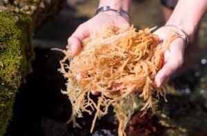 Is Sea Moss Safe To Take