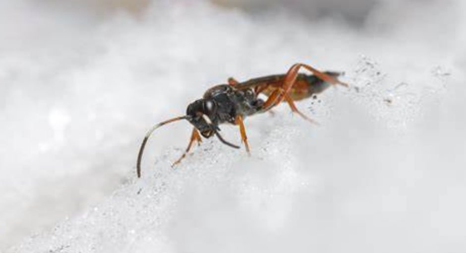 How Cold Weather Affects Pest Populations: Myths vs. Facts