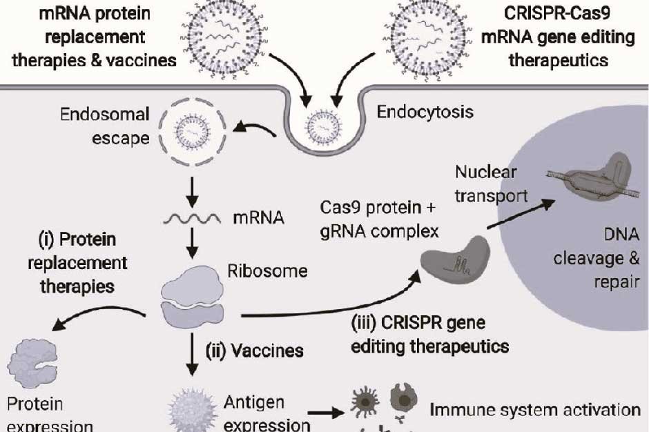 Penn RNA Core