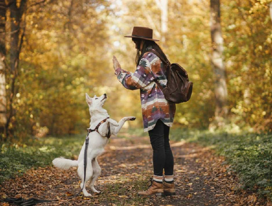 Planning the Perfect Outdoor Adventure with Your Dog