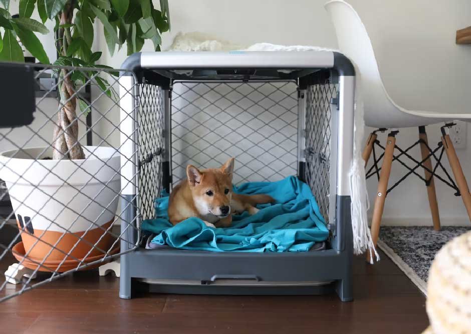 The Benefits of Crate Training