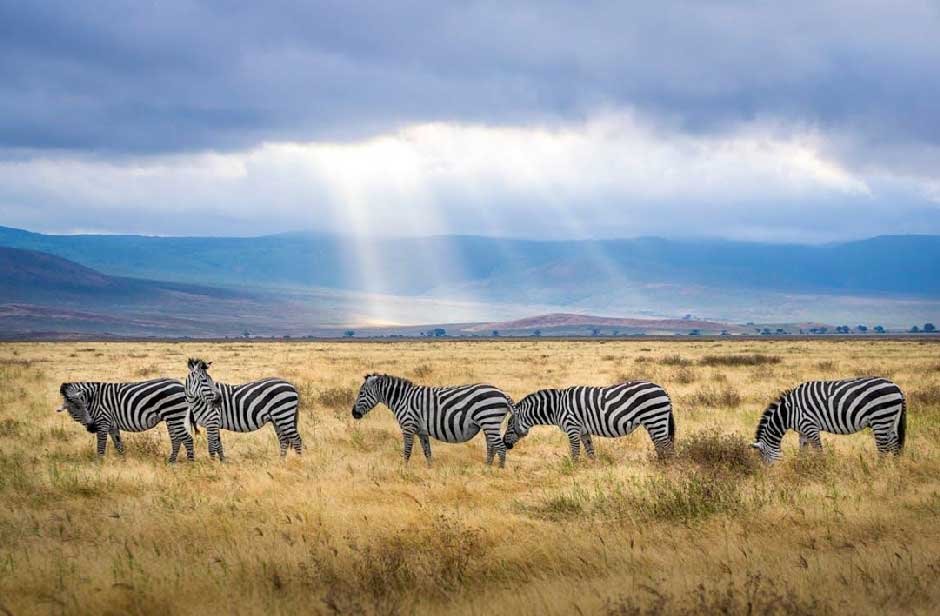 Ultimate Guide to Safari in Tanzania