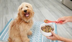 How to Create a Nutritious Diet for Dogs