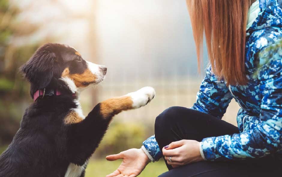 Top Dog Training Tips for New Owners