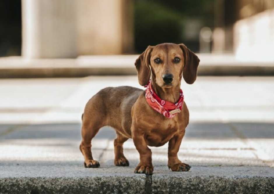 Comprehensive Guide On Why Dachshunds Need A Special Harness For Walks