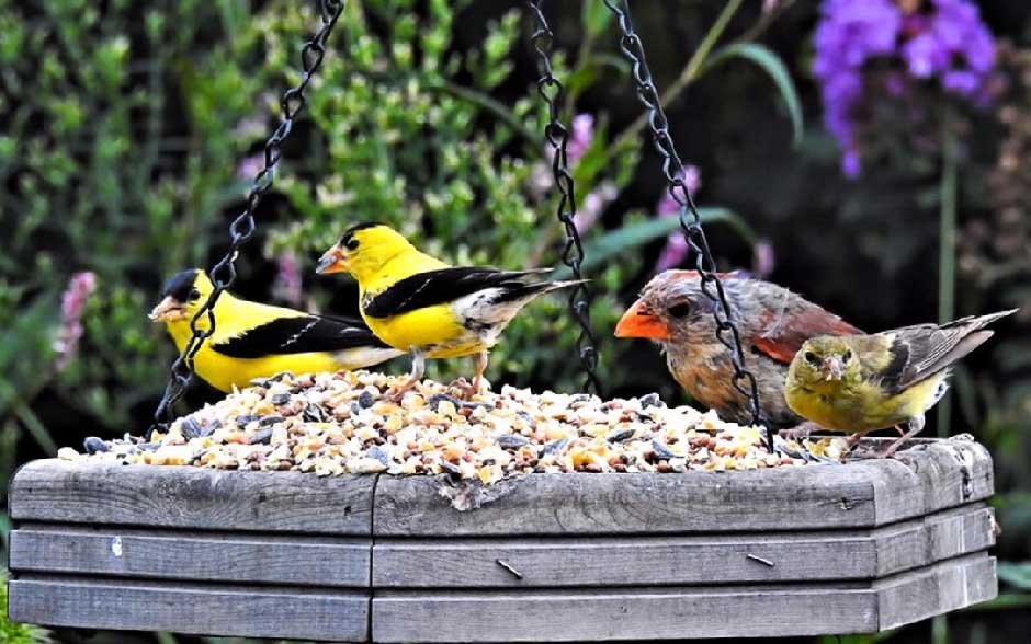 Short Guide to Choosing Bird Feeders and Pet Supplies