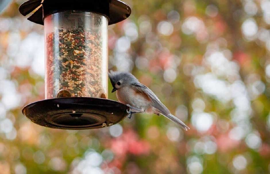 Types of Bird Feeders